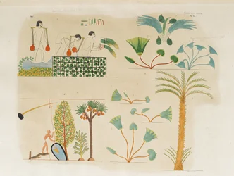 Plantation et arrosage de légumes et divers arbres et plantes